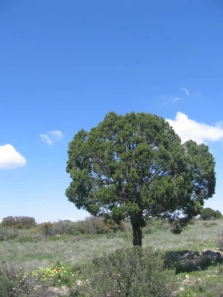 Las sabinas de Los Monegros