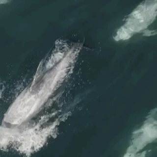 Enorme manada de 1.500 delfines es captada por un dron frente a la costa de California