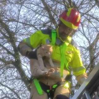 El gato que soportó dos días el temporal 'Ivo' subido a lo alto de un árbol en Oleiros