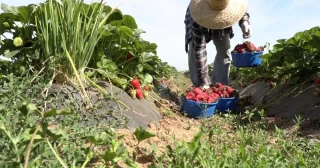 Opinión: si Trump deporta a los trabajadores agrícolas, ¿quién quedará para recoger las cosechas de California?