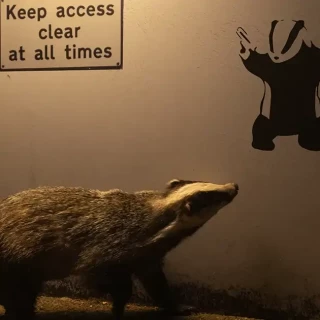 Estos son los ganadores del Wildlife Photographer of the Year 2024