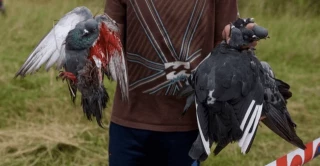 PP y VOX votan a favor de recuperar el tiro al pichón en la Región de Murcia