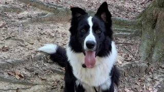 Detienen al ladrón de Lucky, el perro de Navata: el vecino de la familia, policía local, habría encargado la sustracción del animal