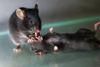 Los ratones ayudan a sus camaradas caídos