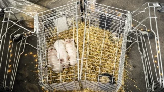 Roban tres lechones a los que iban a dejar morir de inanición en una polémica exposición de arte en Dinamarca [Ing]