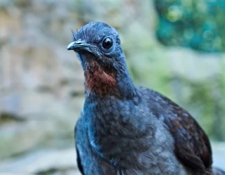 Las aves lira cultivan su propio alimento y dan forma a bosques enteros (eng)
