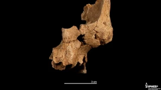 Descubierto en Atapuerca el primer rostro humano de Europa Occidental