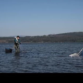 La ría de Arousa, al borde del colapso ecosistémico