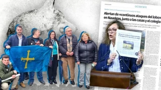 ADIÓS A LA PROTECCIÓN DEL LOBO IBÉRICO | "Victoria histórica" para los ganaderos asturianos: el Congreso saca al lobo de las especies protegidas gracias a los votos de estos partidos