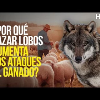 Matar lobos aumenta los ataques al ganado. ¿Cómo esto es posible?