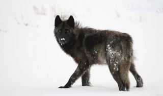 Lobos en Yellowstone: el retorno del equilibrio a la naturaleza