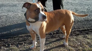 Dos perros de raza peligrosa atacan a una bebé de siete meses en Torreblanca: la pequeña se encuentra en estado grave