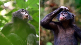 El lenguaje de los bonobos tiene características en su composición que se creían únicas de los seres humanos