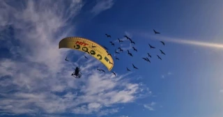 Matan de un disparo a uno de los ibis que llegaron a España guiados por un ultraligero desde Austria