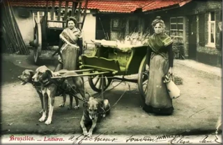 Transporte de mercancías en carros tirados por perros [ING]