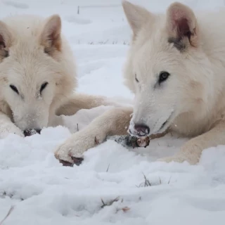 La empresa que creó los ratones lanudos anuncia la “desextinción” del lobo gigante