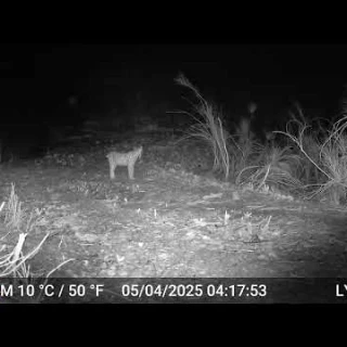 Lince ibérico capturando a un zorro