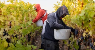 Tras la falta de mano de obra, Trump evalúa medidas para que los trabajadores agrícolas regresen a EE.UU. de forma legal