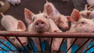 China cancela 12,000 toneladas métricas de envíos de cerdo estadounidenses