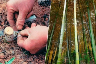 China ya extraía gas natural hace 2.000 años y lo transportaba por tuberías de bambú