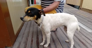 Habla el hombre que recogió al perro en un coche: “No lo abandoné, es más, lo acogí hace un mes”