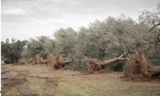 La Junta arrasará medio millón de olivos centenarios para instalar megaplantas solares en Jaén y Córdoba