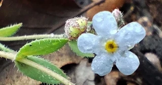 Descubren en Sevilla la “nomevés” una planta que se creía extinta hace más de 40 años