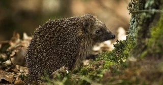 Detienen a tres personas en Toledo por cazar, cocinar y comerse casi 500 erizos en celebraciones grabadas