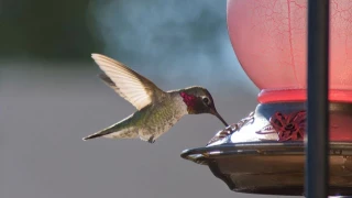 Los colibríes están evolucionando debido a los bebederos que les ponemos; podrían volverse las siguientes palomas