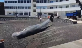 El cachalote hallado en Tenerife tenía un corte de más de 2 metros en la cabeza