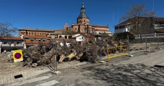Un alcalde del PP tala 65 árboles de un parque del centro del pueblo para hacer unas obras cuando los técnicos dijeron que había que salvarlos: ya hay denuncia en la Fiscalía