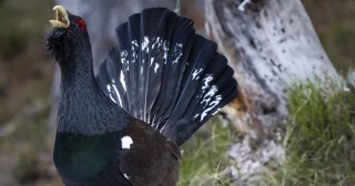 Agentes rurales denuncian a dos personas por fotografiar a un urogallo en libertad y ahora se enfrentan a una multa de hasta 200.000 euros