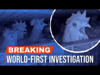 Grabamos las primeras imágenes del interior de un sistema de cámara de gas CO2 utilizado para sacrificar gallinas