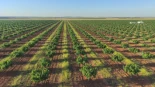 El boom del pistacho inunda los campos de España con una "rentabilidad que gana por goleada" al resto de cultivos