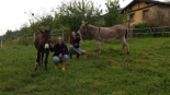 Las holandesas afincadas en Asturias que dan una segunda vida a los burros: «Son animales muy especiales»