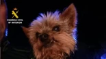 Un perro ‘yorkshire’ salva a su dueño malherido tras alertar a la Guardia Civil