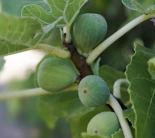 Investigadores descubren que las higueras convierten el CO2 atmosférico en piedra, mediante un proceso natural de mineralización