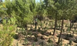 ‘María’ del monte: la Guardia Civil encuentra una plantación de marihuana a la sombra de los pinos