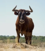 Polvorín, el toro quemado y ciego al que le habían cortado las cuerdas vocales: "Lo hicieron para que los niños no se asustaran con los mugidos"