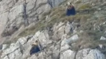 Graban a un oso pardo en Somiedo devorando a una de sus crías