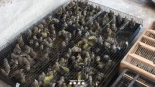 Cientos de pájaros cazados furtivamente en Huesca son localizados en Barcelona