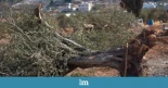 Colonos israelíes y soldados arrancan miles de árboles para castigar a una aldea palestina