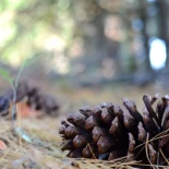 Sí se puede “tocar” el monte, sí se puede coger una piña: desmontando bulos sobre incendios forestales