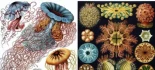 Los sublimes dibujos de flora y fauna de Ernst Haeckel: Los hermosos dibujos científicos que influyeron en el movimiento Art Nouveau europeo (1889) [Eng]