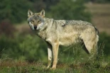 El lobo es ‘temeroso’ del ser humano, según un estudio publicado en Current Biology