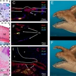 Dientes fuera de la boca con funciones sexuales