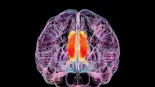 Científicos logran revertir el Alzheimer en ratones al restaurar la función vascular del cerebro