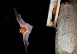El murciélago más grande de Europa es descubierto devorando pájaros en pleno vuelo