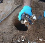 Encuentran en Cala Calderer (Menorca) un nido de tortuga marina con 25 crías vivas