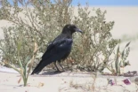 Cuando la ciencia se topa con la religión: la ‘fatua’ que permite sacrificar cuervos desata una batalla medioambiental en Libia